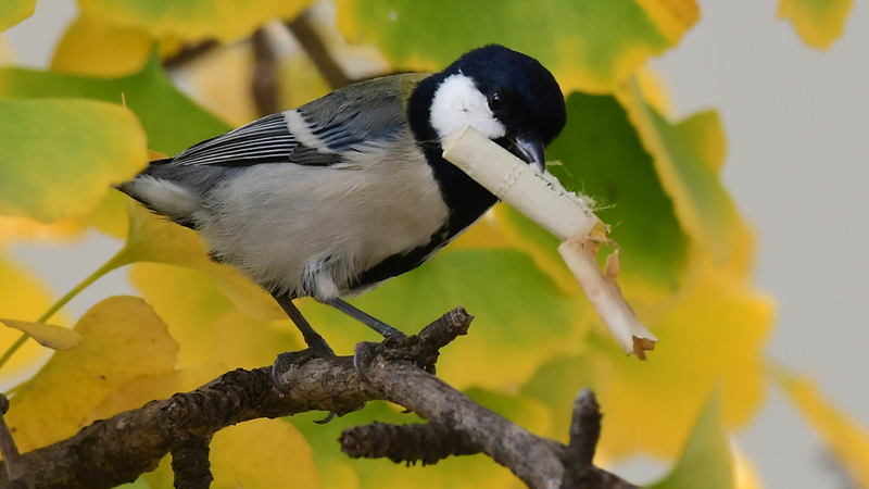 Vogel met sigarettenpeuk in zijn bek
